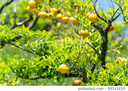 《廣島縣》檸檬谷的風景·檸檬谷附近的風景_多多拉橋·島波海道 《廣島縣》檸檬谷的風景·檸檬谷附近的風景_多多拉橋·島波海道 90243829