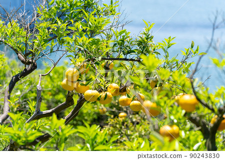 《廣島縣》檸檬谷的風景·檸檬谷附近的風景_多多拉橋·島波海道 90243830