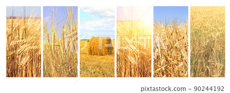Set of vertical banners with agricultural cereal products. Agriculture collage with fresh crop of rye, ears of wheat 90244192