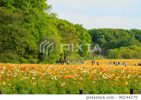 Poppy flower field in a forest park in full bloom in spring Poppy flower field in a forest park in full bloom in spring 90244270