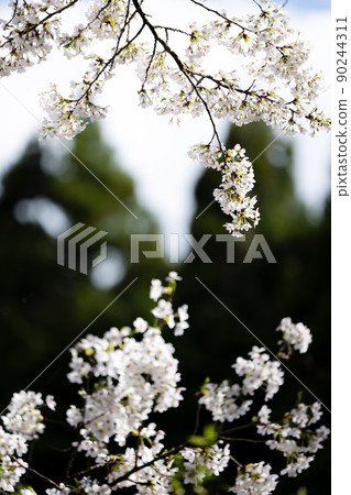 Cherry blossoms spring scenery 90244311