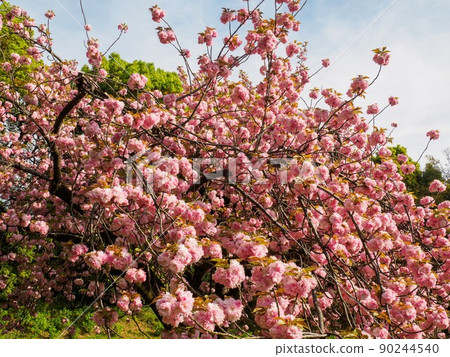 Cherry Blossoms	 90244540
