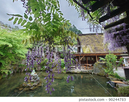 Wisteria flowers and gassho-style building (Gero Onsen Gassho Village) 90244783