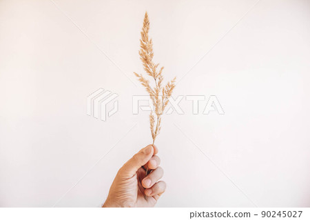 Dry branch of a plant in a male hand on a white background. Place for your text Dry branch of a plant in a male hand on a white background. Place for your text 90245027