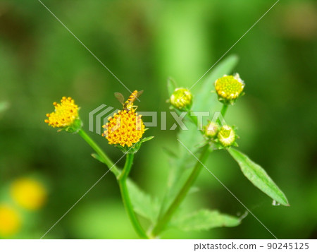 Kosendangusa on the bank where bees stop 90245125