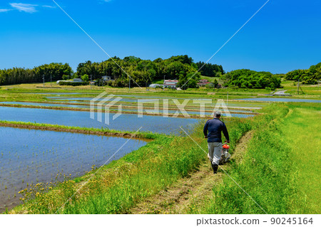 Weeding work with a self-propelled mower on the shore of a fallow field Weeding work with a self-propelled mower on the shore of a fallow field 90245164
