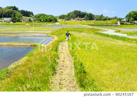 Weeding work with a self-propelled mower on the shore of a fallow field Weeding work with a self-propelled mower on the shore of a fallow field 90245167