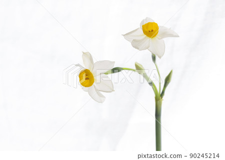 白花水仙花 白花水仙花 90245214