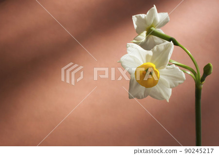 White flowers daffodils and orange background White flowers daffodils and orange background 90245217