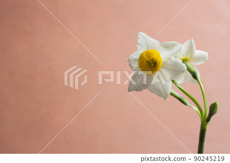 白花水仙花和橙色背景 90245219