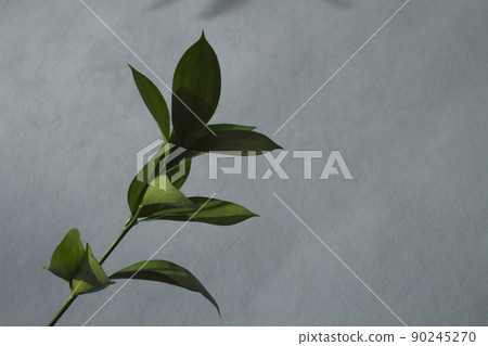 Ruscus leaf up Ruscus leaf up 90245270