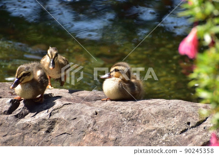Eastern Spot-Billed Dogs 220529 pm 2:26-7 Eastern Spot-Billed Dogs 220529 pm 2:26-7 90245358