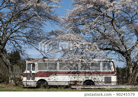Abandoned bus and cherry blossoms in full bloom Spring scenery 90245579