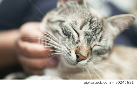 Purring kitty affection. Loving pet. Sweet owner animal relationship Woman petting contended sleepy cat. Purring kitty affection. Loving pet. Sweet owner animal relationship Woman petting contended sleepy cat. 90245651