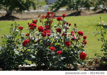 Arao City Ominous Citizen Flower Bed Rose Flower, 90246160
