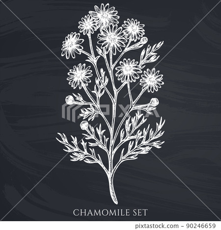 Tea herbs hand drawn vector illustrations collection. Chalk chamomile. Tea herbs hand drawn vector illustrations collection. Chalk chamomile. 90246659