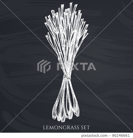 Tea herbs hand drawn vector illustrations collection. Chalk lemongrass. 90246661