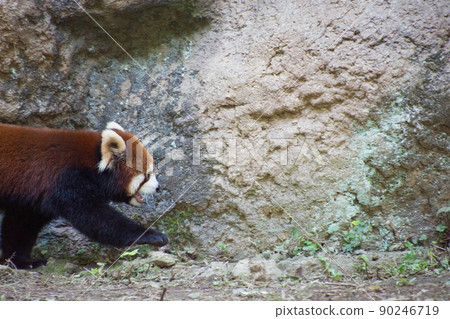 Lesser panda 90246719