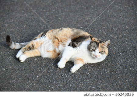 在花園裡放鬆的貓（12歲） 90246829