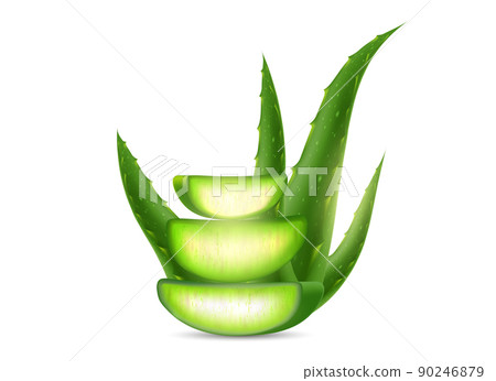 Aloe Vera plant isolated on a white background. 90246879