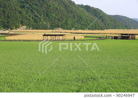 想走的路 美麗的路 順天灣 想走的路 美麗的路 順天灣 90246947
