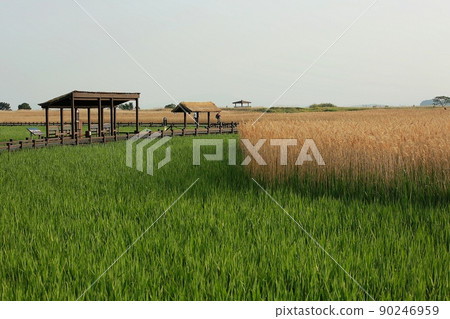 The road I want to walk, the beautiful road, Suncheon Bay The road I want to walk, the beautiful road, Suncheon Bay 90246959