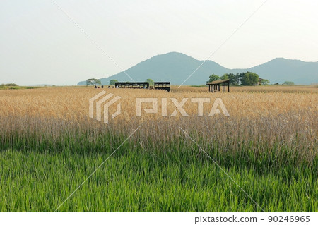 想走的路 美麗的路 順天灣 90246965