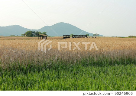 想走的路 美麗的路 順天灣 90246966