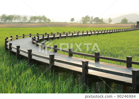 The road I want to walk, the beautiful road, Suncheon Bay 90246984