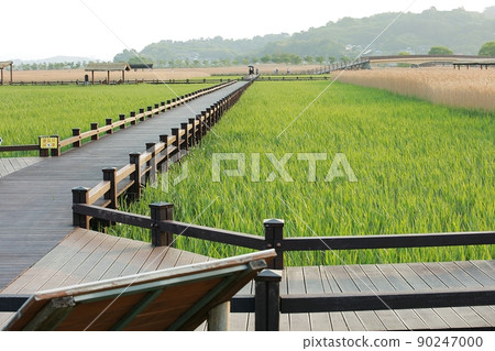 想走的路 美麗的路 順天灣 90247000