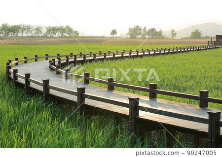 The road I want to walk, the beautiful road, Suncheon Bay The road I want to walk, the beautiful road, Suncheon Bay 90247005