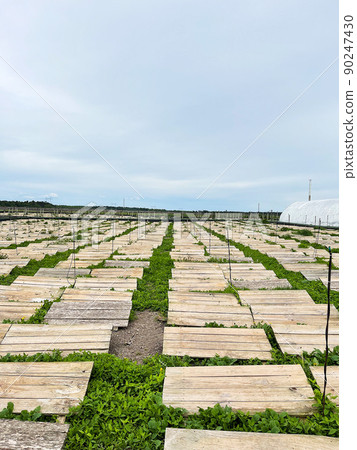 Plantation with wooden structures for snail habitation and greenery for snail feeding Plantation with wooden structures for snail habitation and greenery for snail feeding 90247430