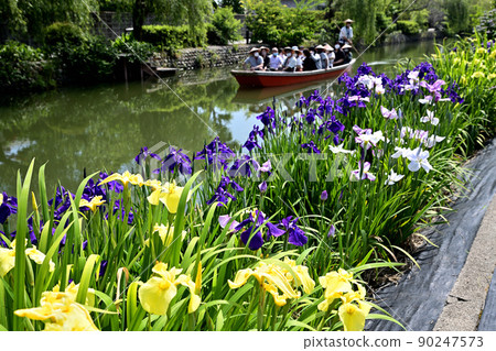 柳川市河漂流挖鳶尾花 90247573