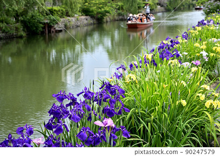 Yanagawa City River rafting digging iris Yanagawa City River rafting digging iris 90247579