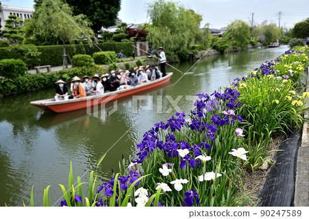 Yanagawa City River rafting digging iris Yanagawa City River rafting digging iris 90247589