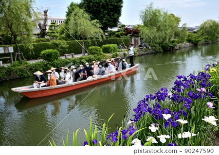 柳川市河漂流挖鳶尾花 90247590