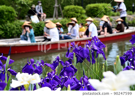 Yanagawa City River rafting digging iris Yanagawa City River rafting digging iris 90247599