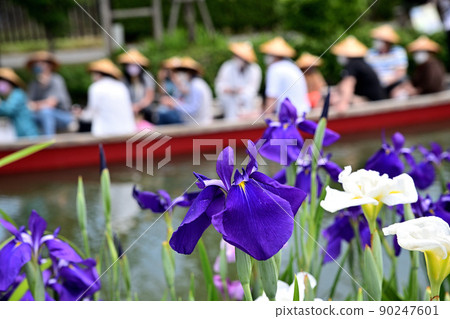 Yanagawa City River rafting digging iris Yanagawa City River rafting digging iris 90247601