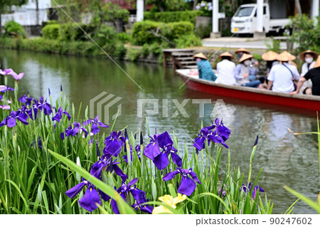 Yanagawa City River rafting digging iris Yanagawa City River rafting digging iris 90247602