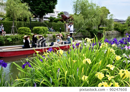 柳川市河漂流挖鳶尾花 90247608