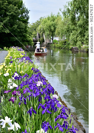 柳川市河漂流挖鳶尾花 柳川市河漂流挖鳶尾花 90247637
