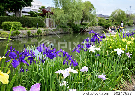 柳川市河漂流挖鳶尾花 柳川市河漂流挖鳶尾花 90247658