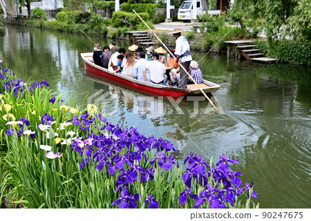柳川市河漂流挖鳶尾花 柳川市河漂流挖鳶尾花 90247675