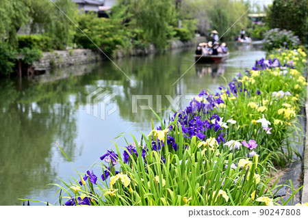 柳川市河漂流挖鳶尾花 柳川市河漂流挖鳶尾花 90247808