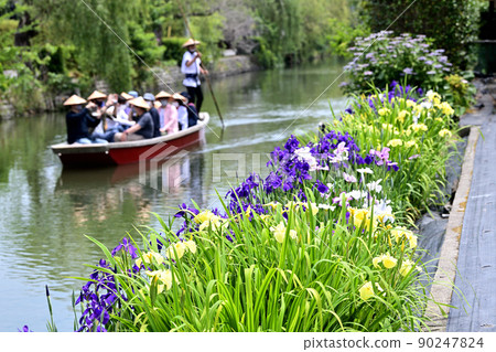 柳川市河漂流挖鳶尾花 90247824
