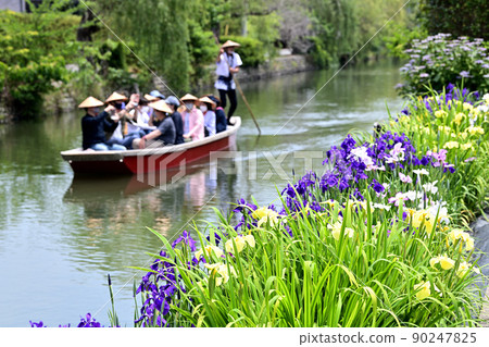柳川市河漂流挖鳶尾花 90247825