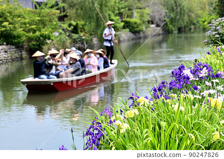 柳川市河漂流挖鳶尾花 90247826