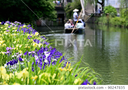 柳川市河漂流挖鳶尾花 90247835