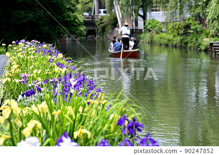 柳川市河漂流挖鳶尾花 柳川市河漂流挖鳶尾花 90247852