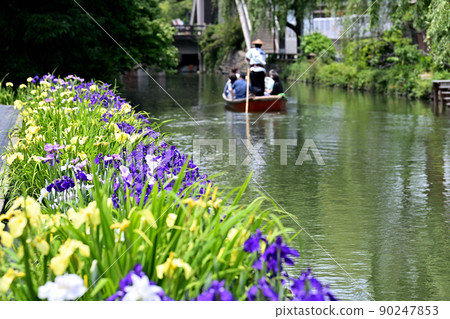柳川市河漂流挖鳶尾花 柳川市河漂流挖鳶尾花 90247853